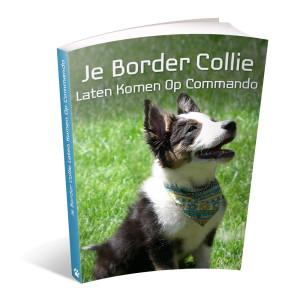 Op deze foto zie je de bonus: Je border collie laten komen op commando van het ebook Border Collie Geheimen